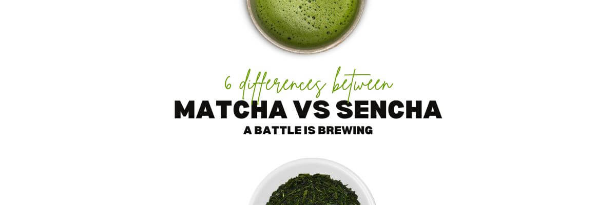 6 Differences Between Matcha Vs Sencha | Nio Teas