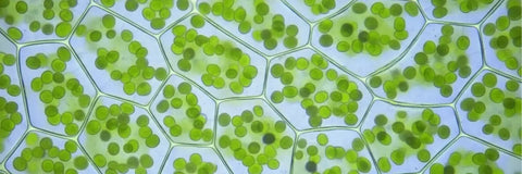 Chlorophyll in Matcha