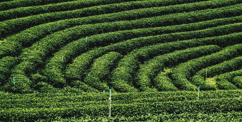 Miyako, Nio Teas matcha sourcing partner in Japan