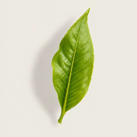 A single fresh green leaf with prominent veins, photographed from above on a light beige background with a soft shadow.