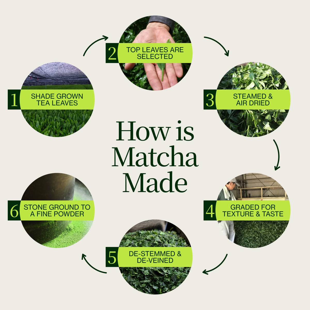 Matcha Fermentation Process Washimine Ceremonial Matcha Tea Nio Teas' Best Seller