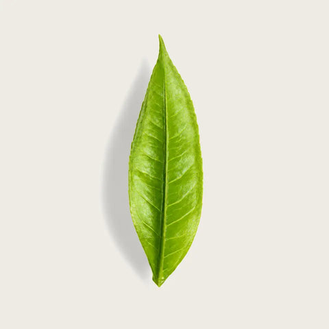 A single fresh green tea leaf with prominent veins, centered on a light beige background with a soft drop shadow.